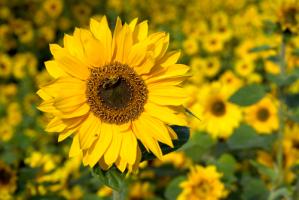Honigbiene im Sonnenblumenfeld #IG 8561 Honigbiene im Sonnenblumenfeld #IG 8561