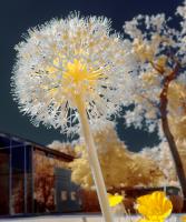 Infrared Macro #IG 8609 Infrared Macro #IG 8609