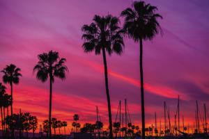 Black Palms #IG 8617 Black Palms #IG 8617