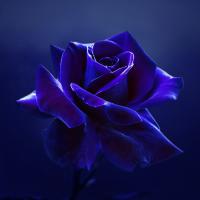 Midnight Rose #IG 8657 Midnight Rose #IG 8657