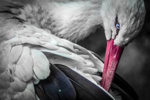 The Stork #IG 8750 The Stork #IG 8750