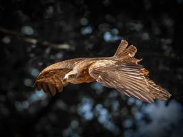 Red Kite flies #IG 8751 Red Kite flies #IG 8751