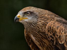 Red Kite #IG 8752 Red Kite #IG 8752