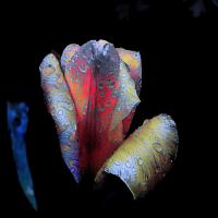 Tulpen-Nacht #IG 8772 Tulpen-Nacht #IG 8772
