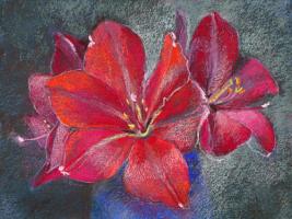 Amaryllis #IG 8841 Amaryllis #IG 8841