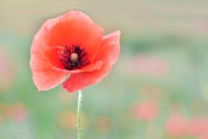 Coquelicot #IG 8853 Coquelicot #IG 8853