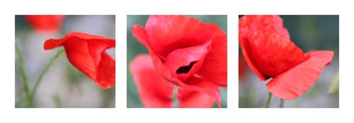 Mohn #IG 8866 Mohn #IG 8866