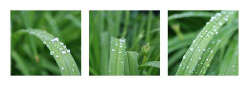 Raindrops #IG 8867 Raindrops #IG 8867