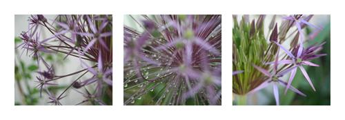 Allium I #IG 8868