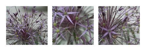 Allium II #IG 8869 Allium II #IG 8869
