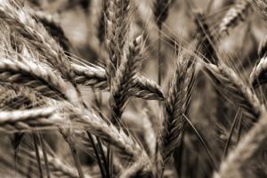 Sommertraum I #IG 8900 Sommertraum I #IG 8900