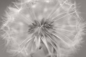 Gentle Touch II #IG 8906 Gentle Touch II #IG 8906