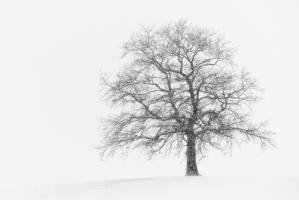 Wintersturm I #IG 8919 Wintersturm I #IG 8919