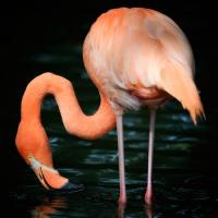 Flamingo #IG 8941