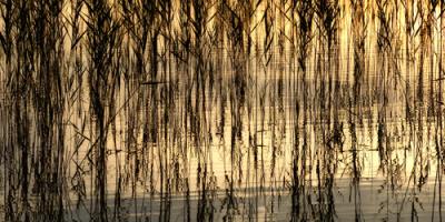 Reed Part I #IG 8952 Reed Part I #IG 8952