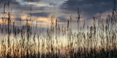 Reed Part II #IG 8953 Reed Part II #IG 8953