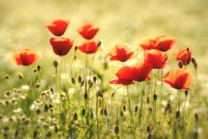 Some Poppy Part I #IG 8954 Some Poppy Part I #IG 8954