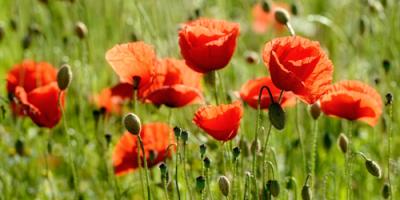 Some Poppy Part II #IG 8955 Some Poppy Part II #IG 8955