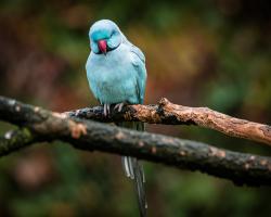 Blue Parrot #IG 9004 Blue Parrot #IG 9004