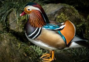 Manderin Duck #IG 9005 Manderin Duck #IG 9005