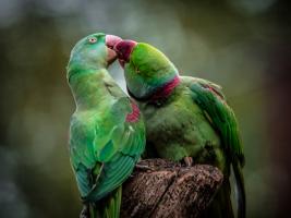 Green Parrot I #IG 9006 Green Parrot I #IG 9006