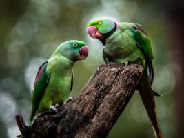 Green Parrot II #IG 9007 Green Parrot II #IG 9007