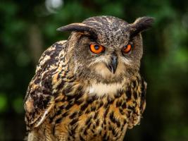 OE Oe Owl #IG 9008 OE Oe Owl #IG 9008