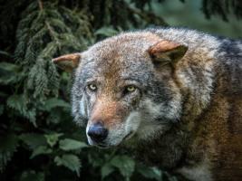 Lone Wolf #IG 9009 Lone Wolf #IG 9009