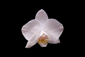 Orchidee I #IG 9011