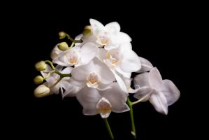 Orchidee II #IG 9012 Orchidee II #IG 9012