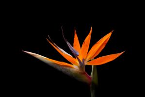 Strelitzia #IG 9013 Strelitzia #IG 9013