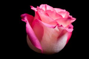Rose I #IG 9014 Rose I #IG 9014