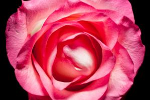 Rose II #IG 9015 Rose II #IG 9015