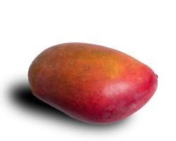 Mango #IG 9025