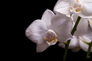 Orchidee III #IG 9027 Orchidee III #IG 9027