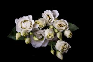 Rosen in wei§ #IG 9028 Rosen in wei§ #IG 9028