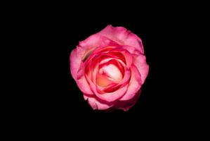 Rose III #IG 9029 Rose III #IG 9029