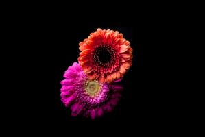Gerbera Duo #IG 9031 Gerbera Duo #IG 9031