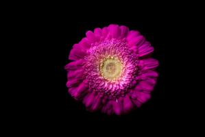 Gerbera lila #IG 9032 Gerbera lila #IG 9032
