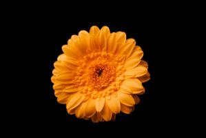 Gerbera gelb #IG 9033 Gerbera gelb #IG 9033