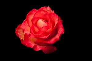 Rose rot #IG 9034 Rose rot #IG 9034