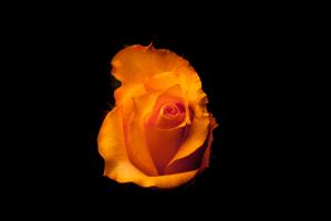 Rose gelb I #IG 9035 Rose gelb I #IG 9035