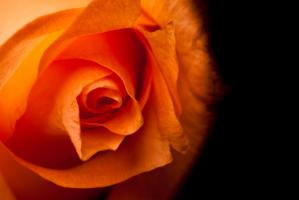 Rose gelb I #IG 9036 Rose gelb I #IG 9036
