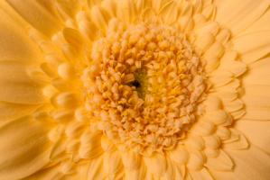 Gerbera nah #IG 9039 Gerbera nah #IG 9039