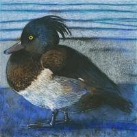 Tufted Duck #IG 9087 Tufted Duck #IG 9087