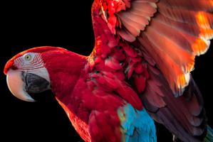 Parrot Wings #IG 9151 Parrot Wings #IG 9151