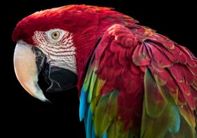 Ara Parrot #IG 9152 Ara Parrot #IG 9152