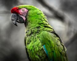 Green Ara Parrot #IG 9153 Green Ara Parrot #IG 9153