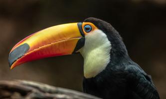 The Toucan #IG 9154 The Toucan #IG 9154