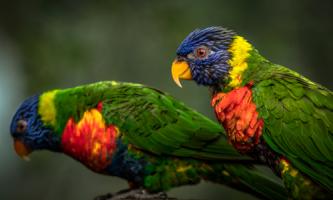 Green Birds #IG 9155 Green Birds #IG 9155